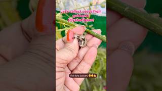 Collecting of seeds shorts officialanusgarden garden plants guldophri budaun [upl. by Adara]