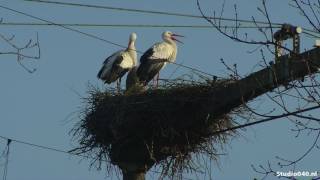 Ooievaarsnest op bovenleiding in Nuenen [upl. by Cloris]