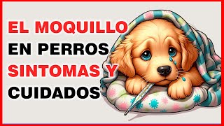 MOQUILLO EN PERROS CUALES SON SUS SÍNTOMAS Y CUIDADOS [upl. by Yenattirb227]