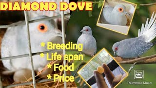 Diamond dove breeding Malayalam 2021 Diamond dove Care Gender identification  Diamond dove food [upl. by Thormora507]