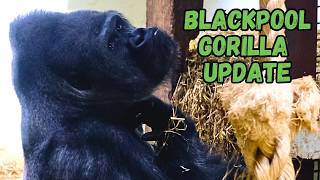 Get Up Close With Blackpool Zoos Majestic Gorillas [upl. by Giff]