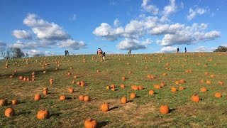 Vlog Pumpkin Patch plantação de abóboras [upl. by Submuloc]