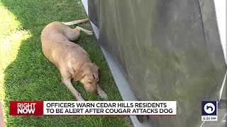 Dog defends family from mountain lion [upl. by Annairam226]