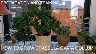 How to Grow Crassula Ovata Gollum [upl. by Portwin968]