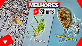 COMPILADO MELHORES SHORTS JUNHOJULHO MICROSCOPIA E CIÃŠNCIA [upl. by Xed]