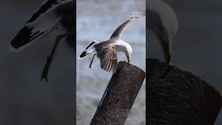 바람 불어 좋은 날 birds wildlife nature [upl. by Aryek]