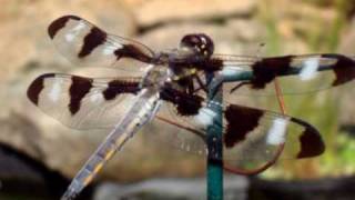 Dragonfly Medicine Native American Flute  Blues MAMA Original [upl. by Reld]