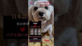 Hana English Country Dog可愛い犬 癒しわんこ イギリス生活 田舎暮し countrylife instadog doglover cutedogs [upl. by Anonyw292]