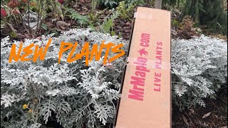 Mr maple delivery  indoor plant unboxing  new Fothergilla [upl. by Haletky]