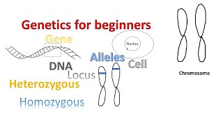 Genetics for beginners  Genes Alleles Loci on Chromosomes [upl. by Danczyk]