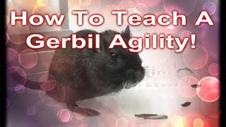 How To Teach A Gerbil Agility [upl. by Karina]