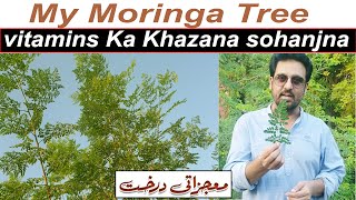 MY MORINGA Tree  THE HEALTHY SUPERFOOD  The Health Space  300 Bimarion Ka Elaj  jan rambo [upl. by Eyde]