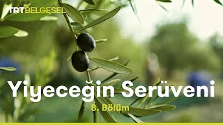 Yiyeceğin Serüveni  Zeytin  TRT Belgesel [upl. by Isidoro]