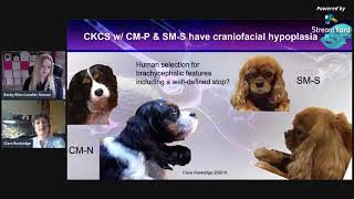 Lets Talk About Chiari and Syringomyelia with Professor Clare Rusbridge  Bliss Cavalier Rescue [upl. by Eob837]