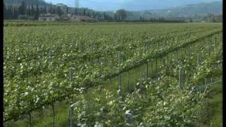 Coltivazione della vite la pergoletta doppia Vita in Campagna [upl. by Tham708]