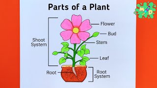 Parts of Plant Drawing  How to Draw Parts of a Plant Easy Step by Step [upl. by Nirek]