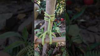 Genius Knot Easy Release practicalropework ropework ropetutorial tieknot diyrope [upl. by Erdeid]