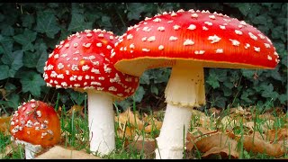 Introduction to Mycology [upl. by Enoob]