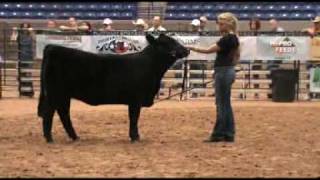 National Junior Limousin Show and Congress [upl. by Eiryt342]