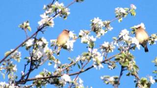 Cedar Waxwings eating apple blossoms [upl. by Sabino]