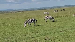 Maasai Mara National Park in Kenya how Chita hunt the deer [upl. by Eecak883]