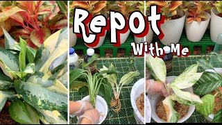 Repot with me  Aglaonema from Thailand [upl. by Burt]