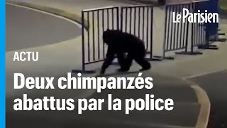 Colombie  Pancho et Chita deux chimpanzés échappés d’un zoo abattus par la police [upl. by Ahsieki]