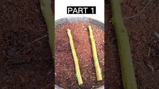 Simple lemon Propagation  grow lemon by cutting garden shorts [upl. by Dela]