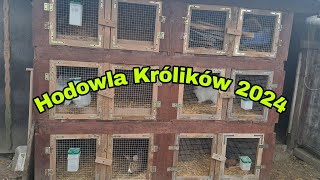 HODOWLA KRÓLIKÓW 2024 [upl. by Isola]