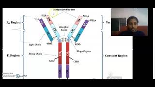 Structure Of Immunoglobulin [upl. by Alida]