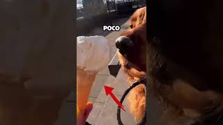 Perro sorprende a su dueña con esta reacción [upl. by Heidi]