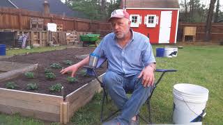 Planting Everbearing Strawberry plants thestupidgardener4642 [upl. by Kcirdes]