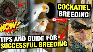 HOW TO BREED COCKATIEL [upl. by Einre978]