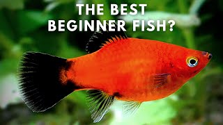 Best Beginner Fish  Platy Care and Breeding Guide [upl. by Airak988]