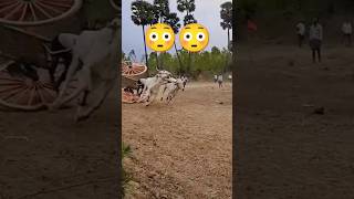 Bull race stunt 😳🤞🔥🔥  Bull Race  Andhra Pradesh  India trending reels shorts viralvideo [upl. by Shantha957]