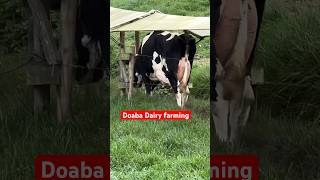 Doaba Dairy Farming [upl. by Giulio]