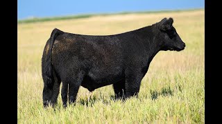 Reimann Pasture Sale 2024  Tag 12 [upl. by Nonnahc614]