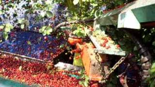 Kersenschudden  harvesting cherries [upl. by Kari]