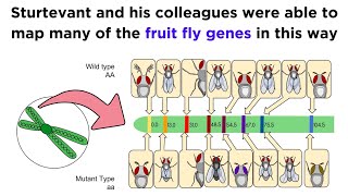 Gene Linkage and Genetic Maps [upl. by Rebecka]