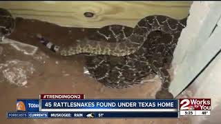 45 rattlesnakes found under Texas home [upl. by Nytsirt]