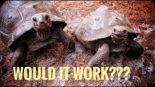 Can a Galapagos Tortoise Breed with an Aldabra [upl. by Eema]