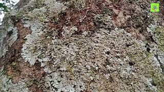 Lichens Life  Diversity of Lichens on tree trunks naturebeauty viralvideo medicinalplants9 [upl. by Murvyn]