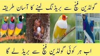 Gouldian Finch Breeding Tips And Complete Information  Gouldian Finch Male And Female Difference [upl. by Eanod]