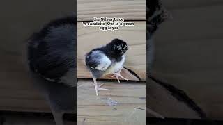 Silver Laced Wyandotte Chick chicken raisingchickens chicks [upl. by Ignatius648]