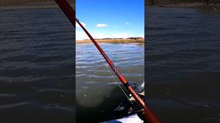 Guided kayak fishing trips in Beaufort SC shorts fishing kayakfishing beaufortsc [upl. by Ryter]