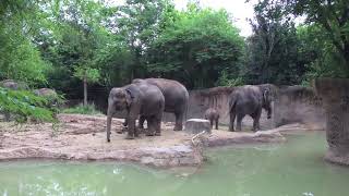 St Louis Zoo Travel Visit [upl. by Eniahs]