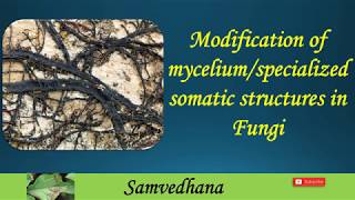 Modifications of myceliumspecialized somatic structures in Fungi [upl. by Renfred759]