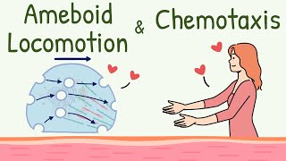 Ameboid Movement of the Cell  Chemotaxis  Ameboid Locomotion Animation  Chemotactic Substance [upl. by Perot]