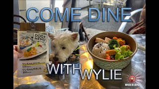 Come Dine With Me at Another Place Dog Friendly Cafe Japan [upl. by Bendicty]