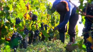 Léoville Bartonquot One Year in the vineyards quot [upl. by Feirahs160]